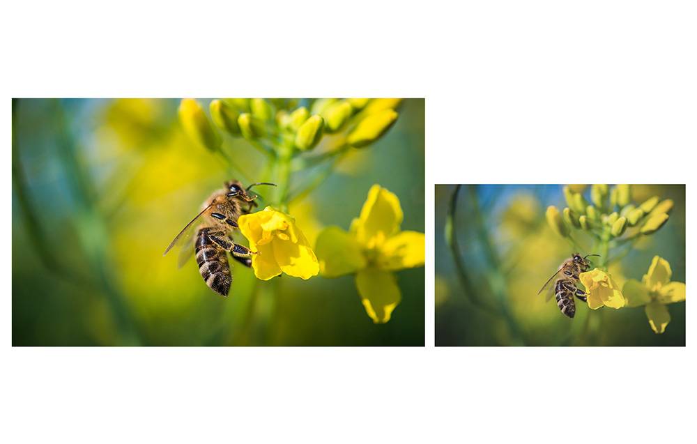 Bee against a background of yellow flowers, two photos showing the same scene with slight color variations